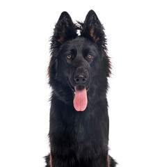 Black old german shepherd dog panting on white background