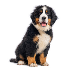 Adorable three months old bernese mountain dog puppy sitting and panting on white background