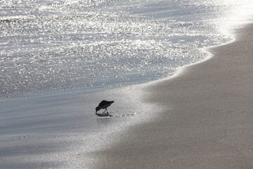 Sandpipers running busily up and down the beach at the shoreline hunting for food.