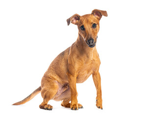 Crossbreed dog sitting and looking curious on white background