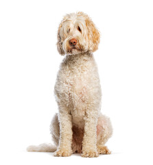 Adorable Australian Cobberdog sitting and looking forward on white background
