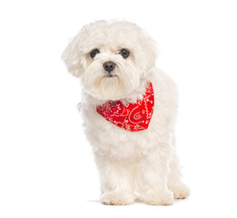 Adorable maltese dog wearing a red bandana standing on white background