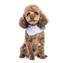 Adorable brown toy poodle sitting and wearing a blue neckerchief