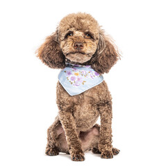 Adorable brown toy poodle sitting and wearing a blue neckerchief
