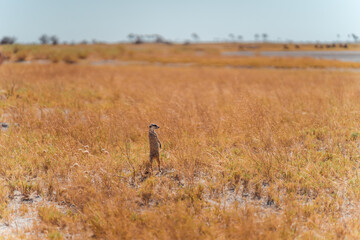 Male Meerkat Standing Alert in Bush, Scanning the Sky for Danger in Makgadikgadi Pans, Botswana