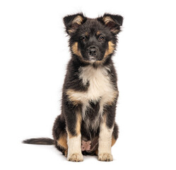 Adorable australian shepherd puppy sitting on white background