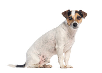Jack russell terrier sitting on white background