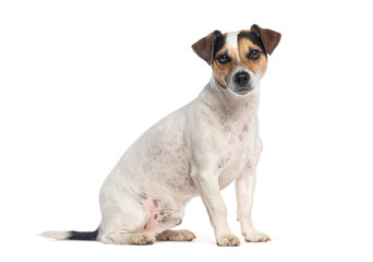 Jack russell terrier sitting and posing on white background