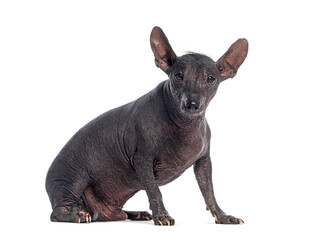 Peruvian hairless dog sitting on white background