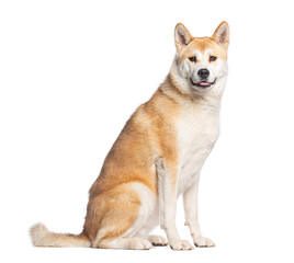 Akita inu dog sitting and panting on white background