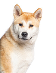 Akita inu dog sitting and looking at camera on white background
