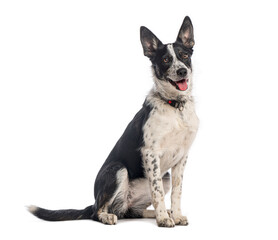 Border collie crossbreed dog sitting and panting on white background