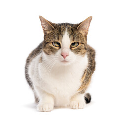 Fototapeta premium Crossbreed cat lying and looking with squinted eyes, isolated on white