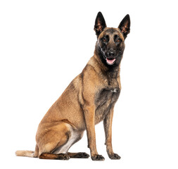 Belgian shepherd dog sitting and panting on white background