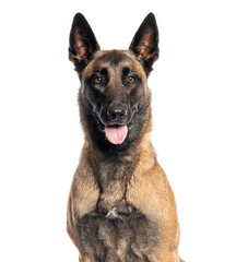Belgian shepherd dog panting and looking forward on white background