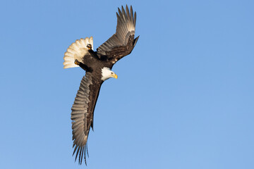 Bald Eagle adult flight