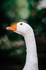 Domestic Goose (Anser anser domesticus) detail of head