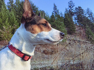 portrait of a Jack Russell Terrier dog outdoors with evergreen trees and blue sky in the background