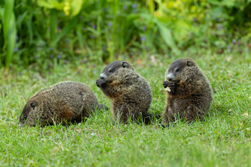 Woodchuck juvenile eating