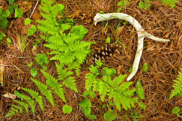 Deer antler taken in Northern MN in the wild
