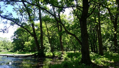 Lush forested landscape scene with water reflections and green foliage