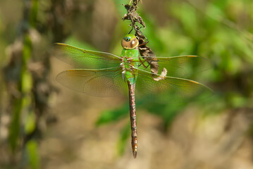 Green Darner Dragonfly taken in southern MN
