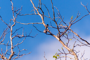 Beautiful bird Masked Gnatcatcher (Polioptila dumicola)