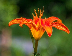 Vibrant orange daylily in sharp focus against a blurred green background