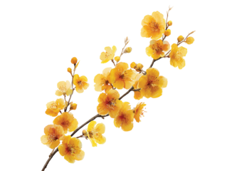 yellow flowers branch isolated on transparent White background png