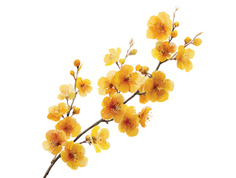 yellow flowers branch isolated on transparent White background png