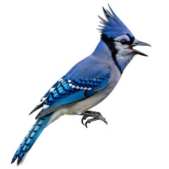 Vibrant Blue Jay with a raised crest, captured mid-call, ideal for nature education, wildlife conservation, birdwatching guides, spring marketing, children's books, and garden themes.