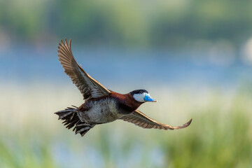 Ruddy Duck