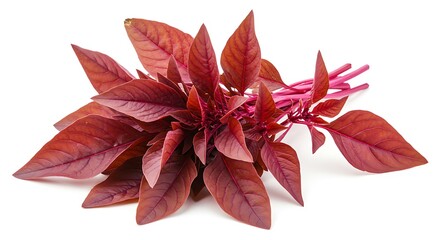 Fresh Red Amaranth Leaves Bunch Isolated on White Background.