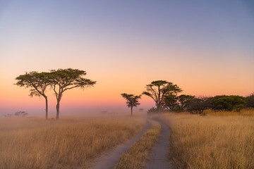 Obraz premium Old Dry Trees Silhouetted in the Dust at Sunset with Colorful Sky on the Way to Makgadikgadi Pans, Botswana
