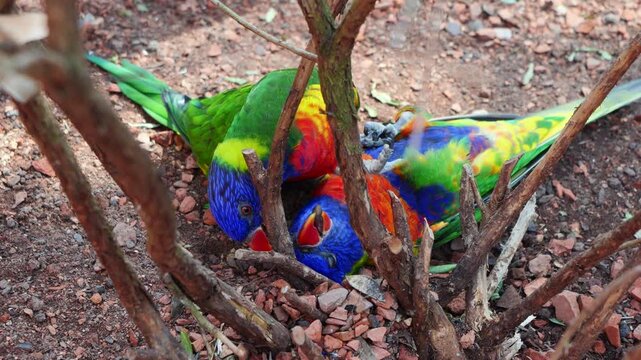 Colored rainbow lorikeets resting closely together on rocky soil under thin twigs