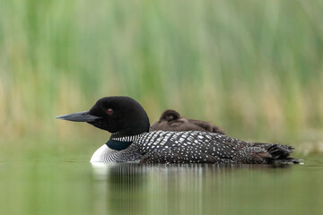 Common Loon