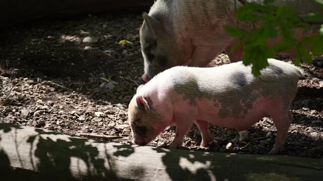 Piglets walking closely together under patchy light in a shaded wooden enclosure
