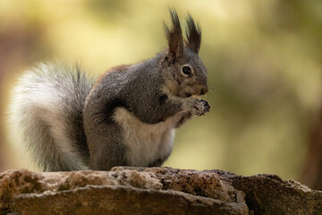 Aberts's Squirrel taken in SE Arikzona
