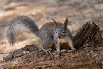 Aberts's Squirrel taken in SE Arikzona