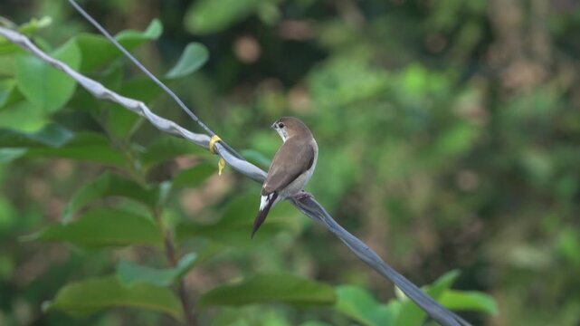 Indian silver bill white trotted bird sitting on a branch back side