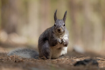 Abert's Squirrel