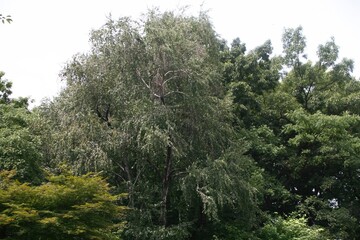 Populus tomentiglandulosa, known as Eunsasinamu in Korea, is a natural hybrid poplar with hairy silver-backed leaves, native to Korea, important for forestry, ecology, and landscaping.