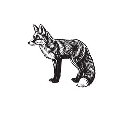 Obraz premium Detailed black and white sketch of a standing fox showing fur texture and alert expression silhouette