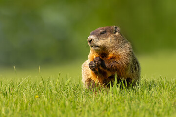Woodchuck