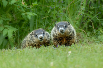 Woodchuck