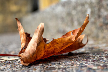 Dry autumn leaf on the ground, photographed close-up with blurred background.
