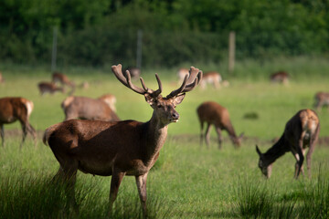 Deer