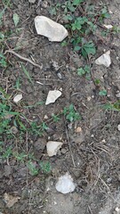 dirt ground with grass