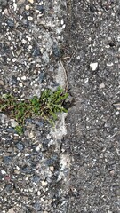 plant growing through cracked asphalt pavement