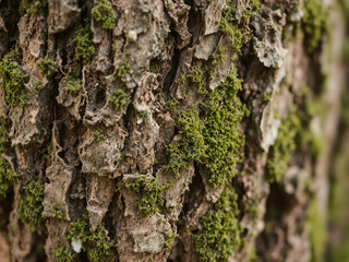 Close up of tree bark with moss, rich earthy tones